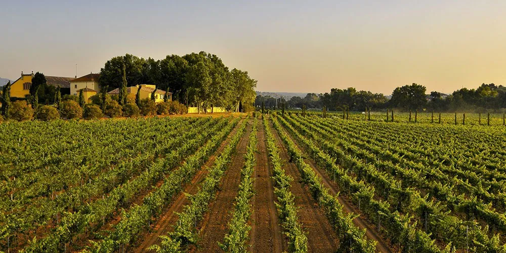 Partners & Grapes is proud to be part of the growing organic wine market in America, offering vegan-certified, organic wines crafted with minimal intervention. Our commitment to sustainability and health aligns with the evolving preferences of eco-conscious and health-focused wine enthusiasts.